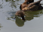 FZ006035 Tufted duckling (Aythya fuligula) diving.jpg